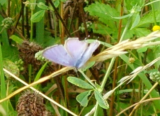 Long-tailed Blue (photo: John Archer)