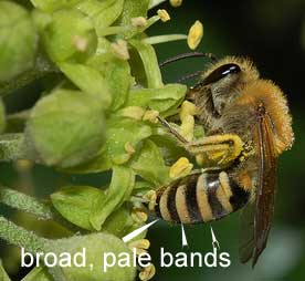 ivy bee
