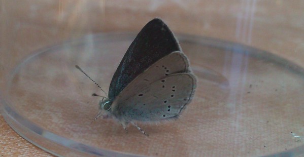 small blue butterfly