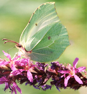 brimstone butterfly