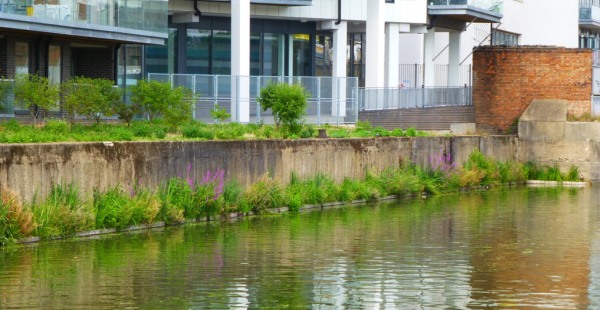New reed beds on Limehouse Cut