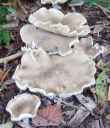 Clitocybe nebularis