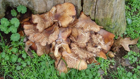 honey fungus