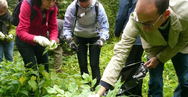 Picking nettle for soup