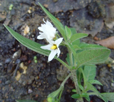 tall nightshade (Photo John Archer)