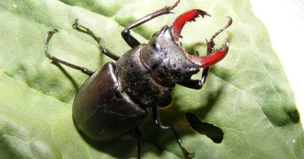 Stag beetle