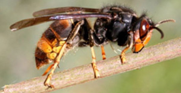Asian hornet (Vespa velutina)