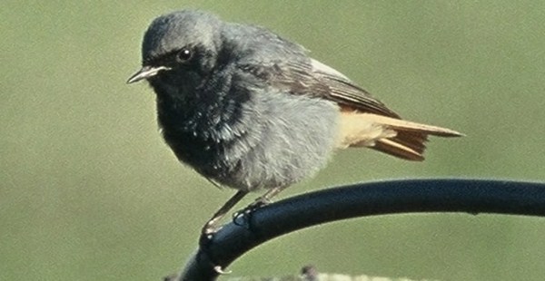 Black Redstart