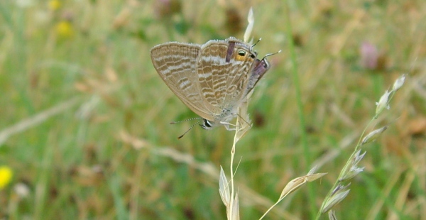 Long-tailed Blue (photo: John Archer)