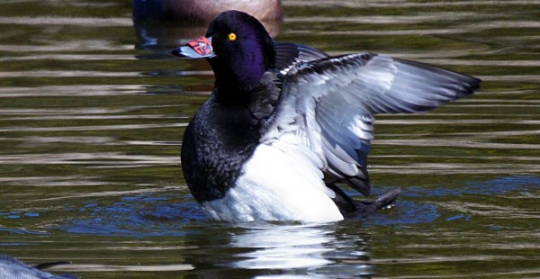 Tufted Duck with nasal saddle (www.pt-ducks.com)