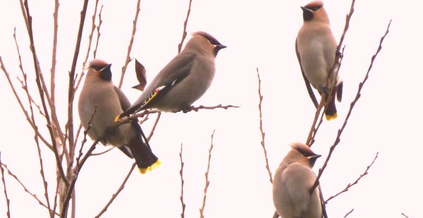 Waxwings