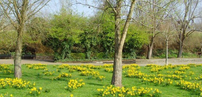 Daffodils in Millwall Park