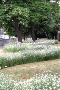 Commercial Road meadow