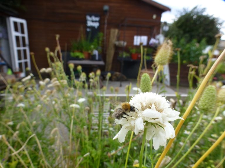 Tower Hamlets Bee Survey 2015 results Bombus humilis