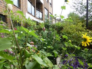 Award-winning wildlife garden