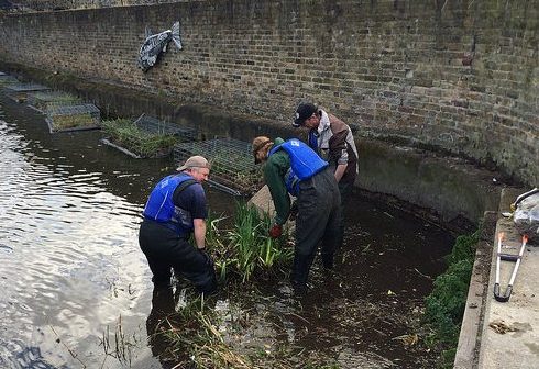 Planting in Regent's Canal