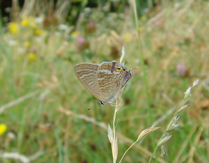 Long-tailed Blue at East India Dock Basin Long-tailed Blue