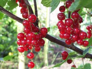 Red currant