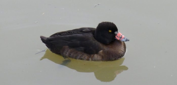 Tufted Duck with nasal saddle "Red-1"