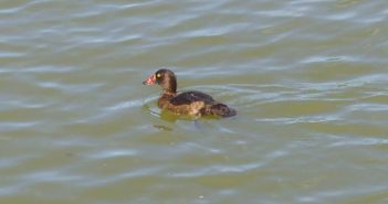 Tufted Duck with nasal saddle Red-1
