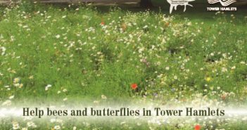 Free wildflower seed promotional post card