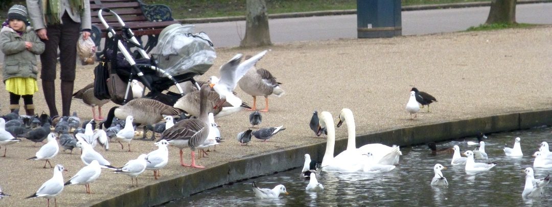 Feeding birds in Victoria Park
