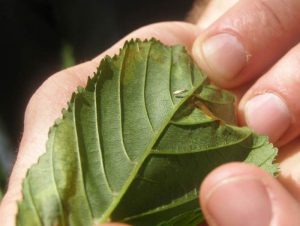 Hose Chestnut Leaf Miner