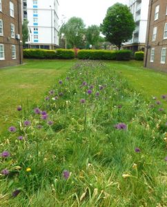 Bulbs at Baxter House