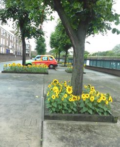 Sunflowers in tree pits