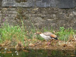 Egyptian Goose on a raft