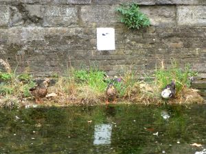 Mallards on a raft