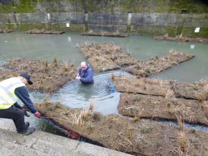 Launching vegetated floating islands