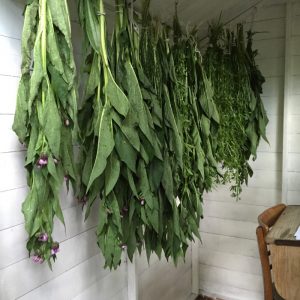 Herbs drying