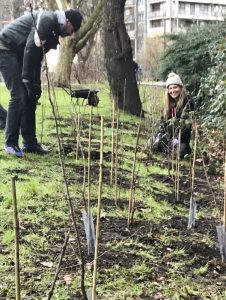 Planting a hedge in Meath Gardens