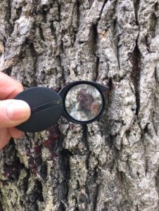 Lichen through a hand lens