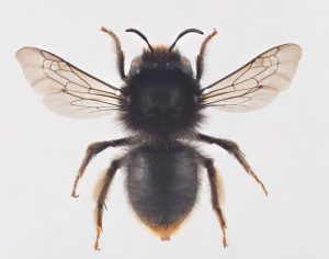Anthophora furcata bee