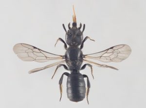 Chelostoma campanularum bee