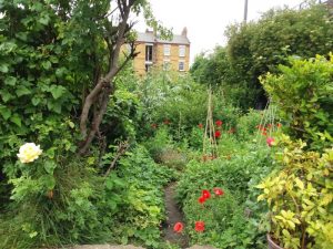 Photo of an allotment garden
