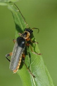 Photo of the beetle Cantharis nigricans