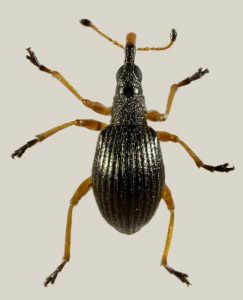 Photo of the weevil Pseudapion rufirostre