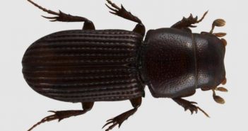 Photo of the beetle Saprosites natalensis