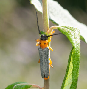 Photo of the Eyed Longhorn Beetle (Oberea oculata)
