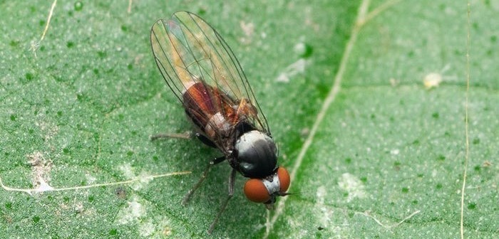 Photo of the fly Athomyia collini