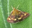 Photo of a Mint Moth