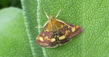 Photo of a Mint Moth