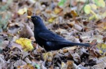 Photo of a male Blackbird