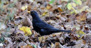 Photo of a male Blackbird