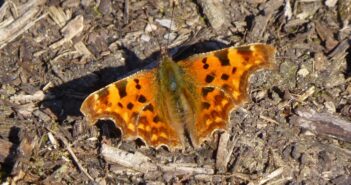 Photo of a Comma butterfly
