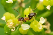 Photo of the ant Lasius emarginatus