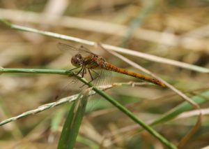 Photo of a Common Darter dragonfly